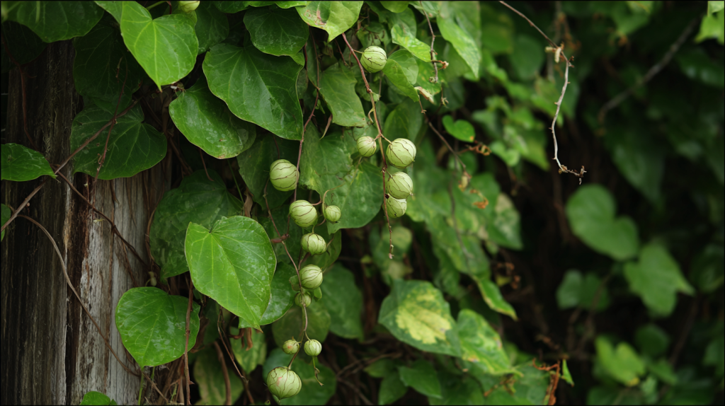 air potato vine weed control bradenton fl