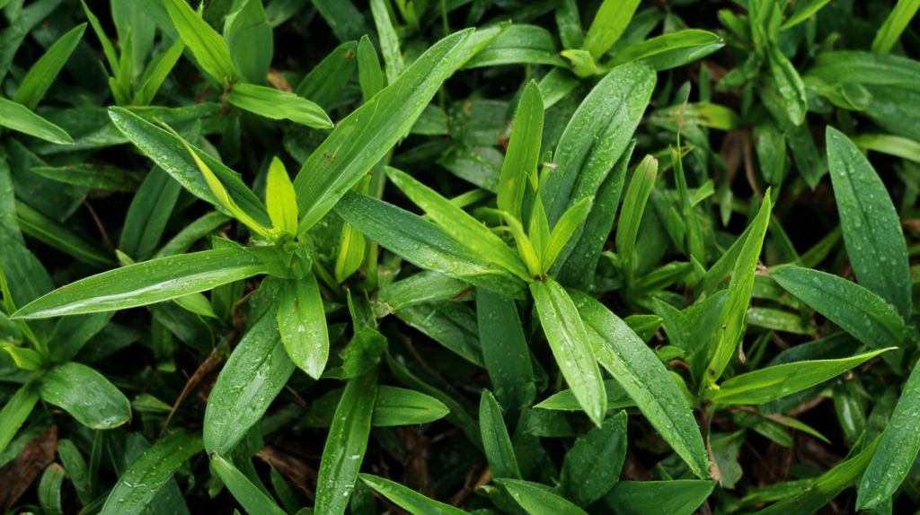 crabgrass control bradenton fl