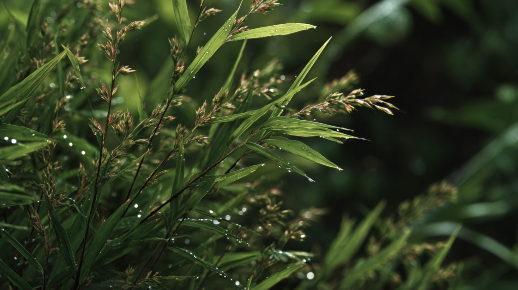goosegrass weed control bradenton fl