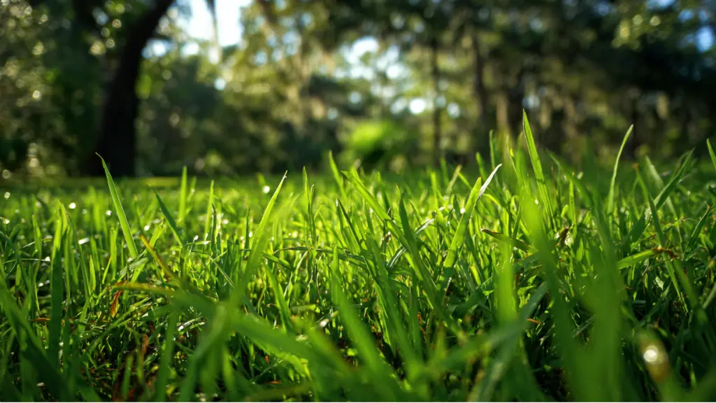 st augustine grass parrish fl