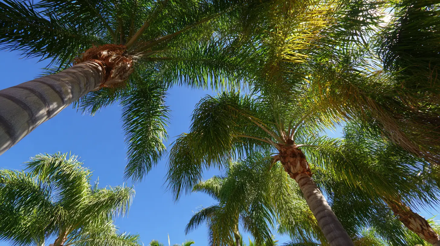 palm injections sarasota fl