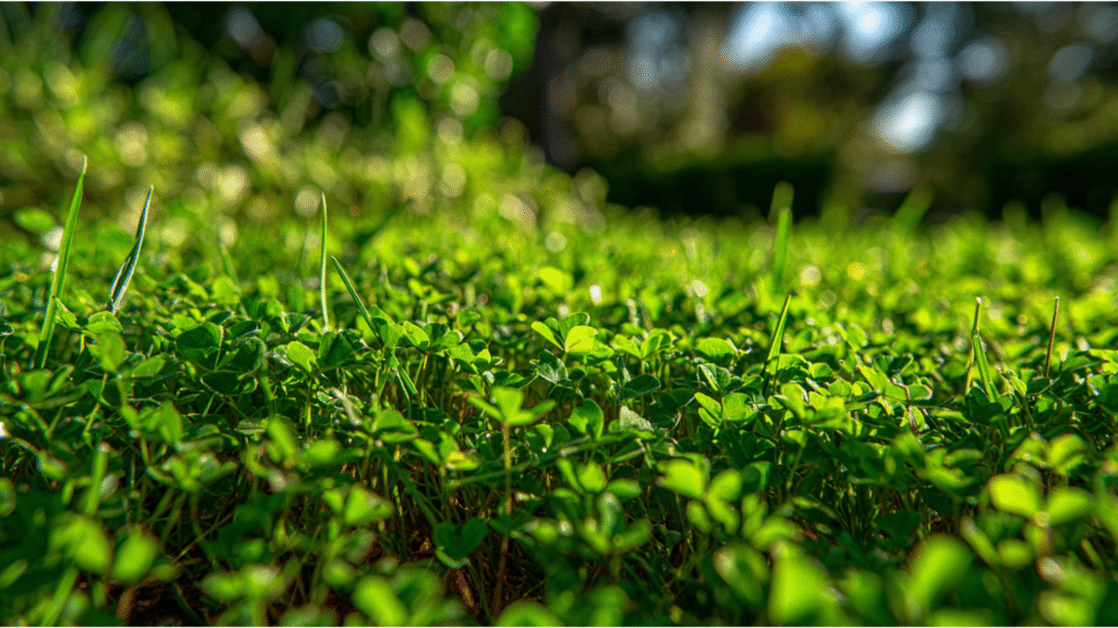 pre emergent weed control lakewood ranch fl